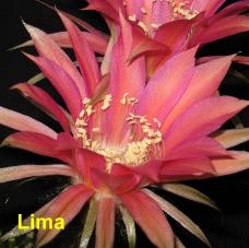 EP-H. Lima.4.2.jpg 